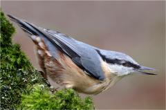 Nuthatch Denny Wood New Forest